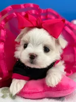 Princess, a female Maltese for sale in Fort Worth, TX – 5 of 7
