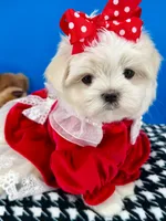 Cinderella, a female Maltese for sale in Fort Worth, TX – 3 of 3