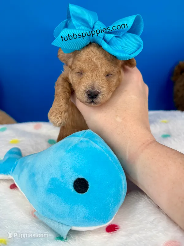 Rusty  – Maltipoo puppy for sale in Fort Worth, TX