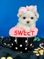 Dixie, a female Maltese for sale in Fort Worth, TX – 1 of 4