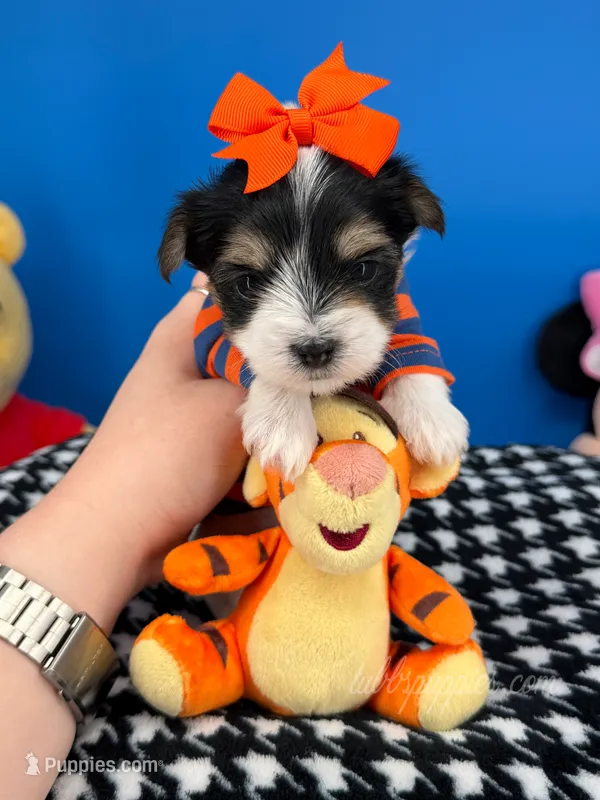 Peanut – Biewer puppy for sale in Fort Worth, TX