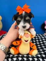 Peanut, a male Biewer for sale in Fort Worth, TX – 1 of 3