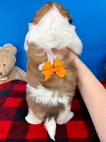 processed/84caae7f-987d-4f94-b24b-e9c07baf2f1c/listing/5a6b8178-466c-4ebd-9016-2e81b9290311/3ba8c0fc-dff1-46af-b8f9-0c76d9695190