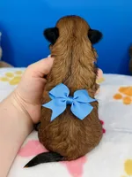 Pretzel, a male Mal Shi for sale in Fort Worth, TX – 4 of 4