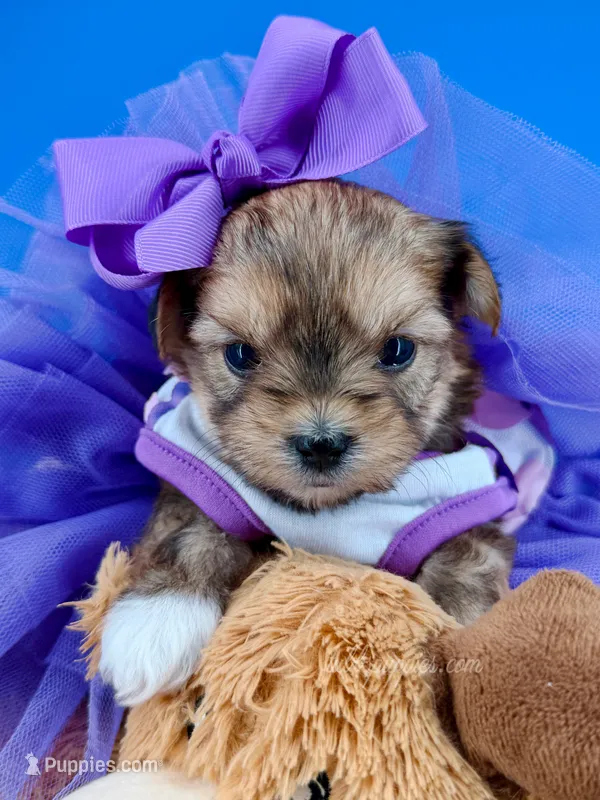Sunflower – Morkie puppy for sale in Fort Worth, TX