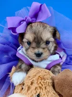Sunflower, a female Morkie for sale in Fort Worth, TX – 1 of 3