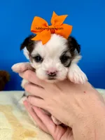 Gizmo, a male Mal Shi for sale in Fort Worth, TX – 4 of 4
