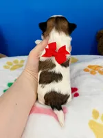 Tater Tot, a male Mal Shi for sale in Fort Worth, TX – 3 of 5