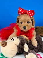 Strawberry, a female Maltipoo for sale in Fort Worth, TX – 4 of 6