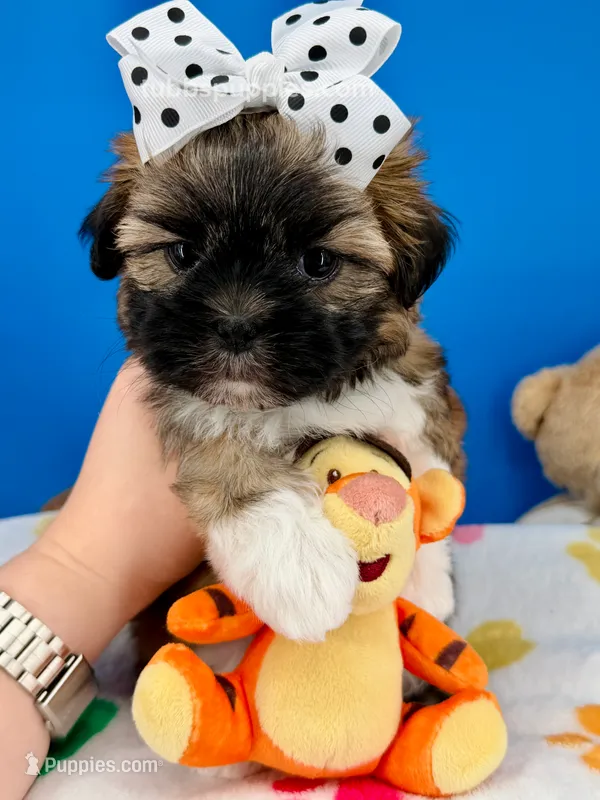 Waffles – Mal Shi puppy for sale in Fort Worth, TX