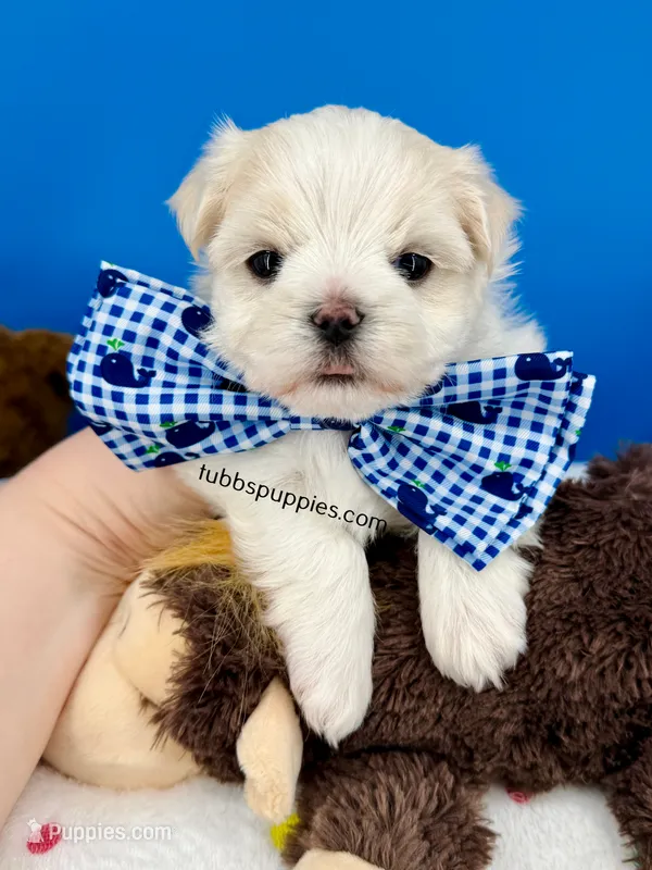 Snowball – Maltese puppy for sale in Fort Worth, TX