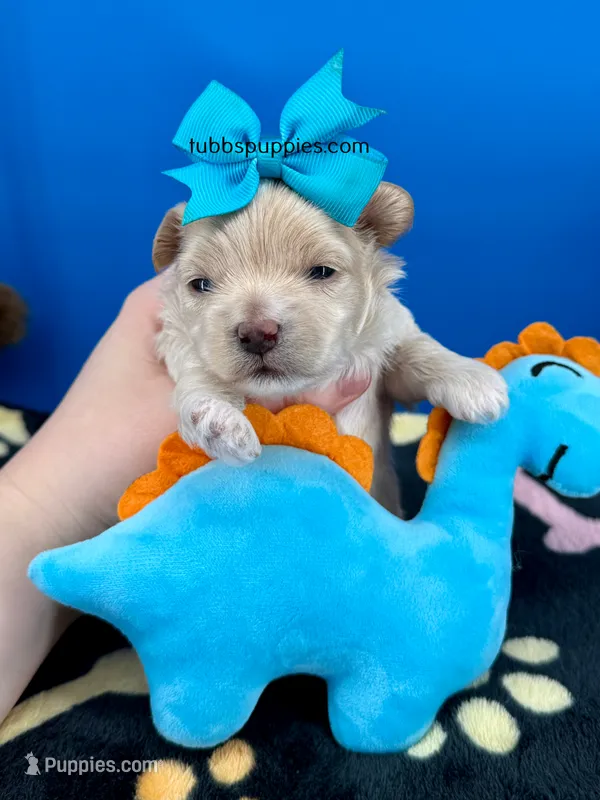 Biscuit – Maltipoo puppy for sale in Fort Worth, TX