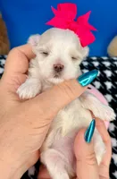 Barbie, a female Maltese for sale in Fort Worth, TX – 2 of 3