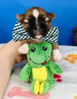 Pickles, a male Mal Shi for sale in Fort Worth, TX – 3 of 3
