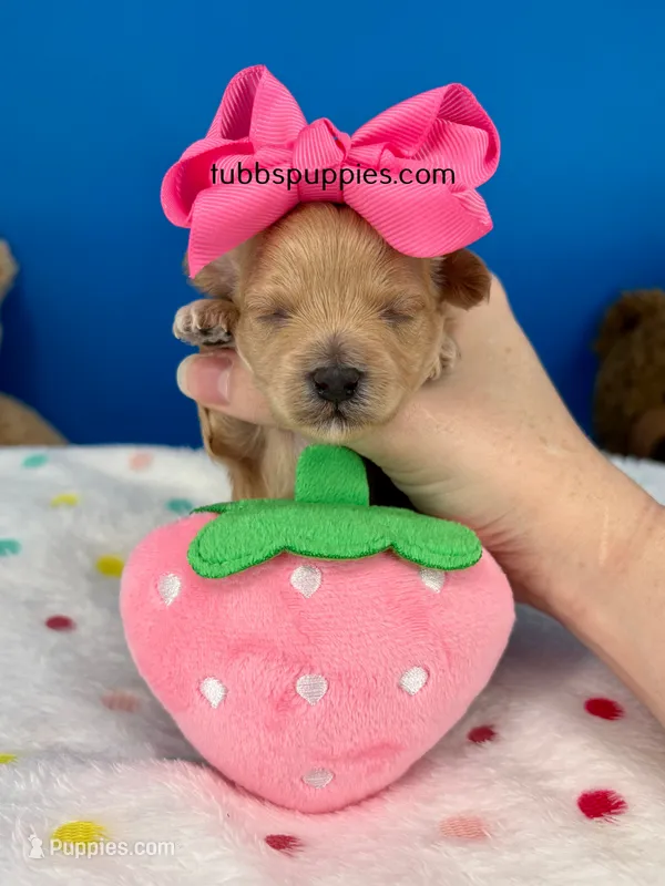 Barbie  – Maltipoo puppy for sale in Fort Worth, TX