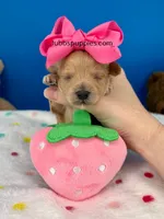 Barbie , a female Maltipoo for sale in Fort Worth, TX – 1 of 3