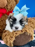 Checkers , a male Mal Shi for sale in Fort Worth, TX – 3 of 5