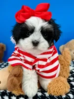 Domino, a male Mal Shi for sale in Fort Worth, TX – 4 of 9