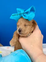 Rusty , a male Maltipoo for sale in Fort Worth, TX – 3 of 4