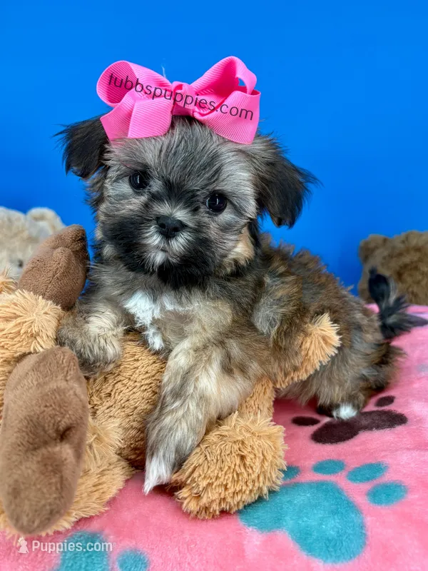 Sleeping Beauty  – Mal Shi puppy for sale in Fort Worth, TX