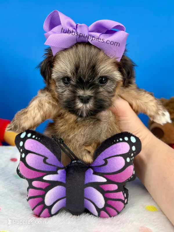 Sleeping Beauty , a female Mal Shi for sale in Fort Worth, TX – Photo 1 of 3