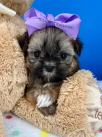 Sleeping Beauty , a female Mal Shi for sale in Fort Worth, TX – Photo 2 of 3