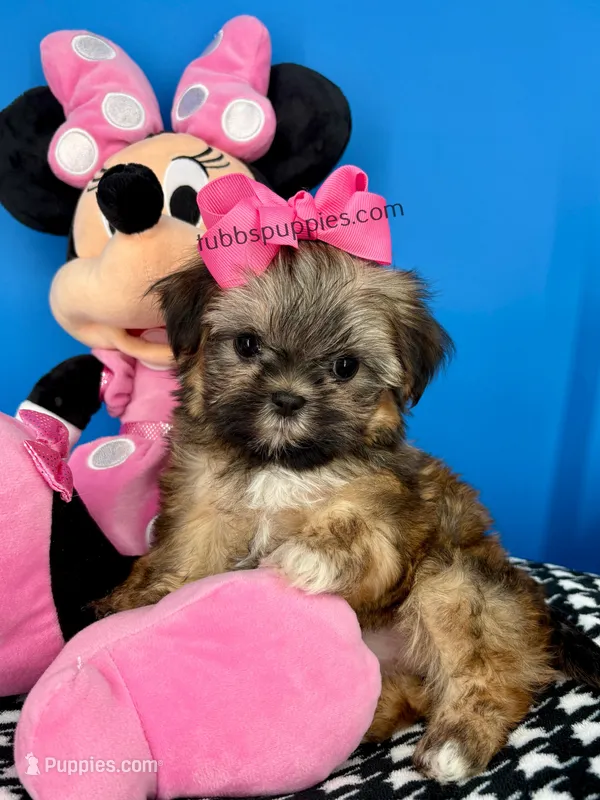 Sleeping Beauty  – Mal Shi puppy for sale in Fort Worth, TX