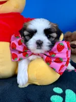 Domino, a male Mal Shi for sale in Fort Worth, TX – 5 of 6