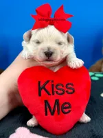Cupid, a male Maltipoo for sale in Fort Worth, TX – 3 of 3