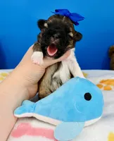 Waffles, a male Mal Shi for sale in Fort Worth, TX – 2 of 3