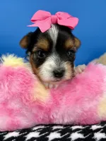 Lilly Rose, a female Yorkshire Terrier for sale in Fort Worth, TX – Photo 1 of 5