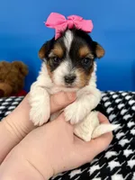Lilly Rose, a female Yorkshire Terrier for sale in Fort Worth, TX – Photo 4 of 5