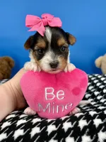 Lilly Rose, a female Yorkshire Terrier for sale in Fort Worth, TX – Photo 2 of 5