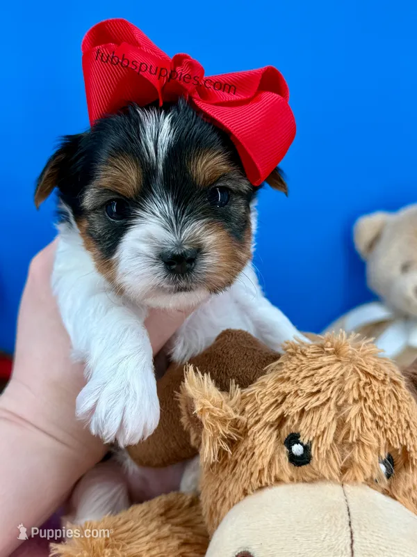 Lilly Rose – Yorkshire Terrier puppy for sale in Fort Worth, TX