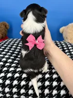 Lilly Rose, a female Yorkshire Terrier for sale in Fort Worth, TX – Photo 3 of 5