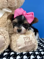 Daisy Mae, a female Yorkshire Terrier for sale in Fort Worth, TX – Photo 3 of 4