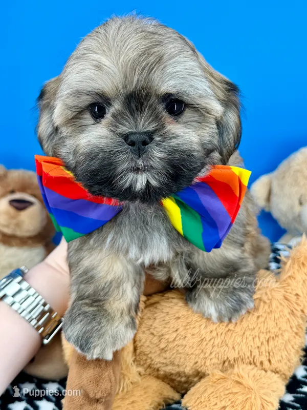 Bandit – Mal Shi puppy for sale in Fort Worth, TX