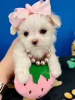Dixie, a female Maltese for sale in Fort Worth, TX – 3 of 4