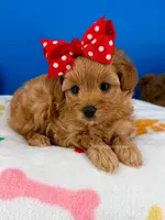 Strawberry, a female Maltipoo for sale in Fort Worth, TX – 2 of 6