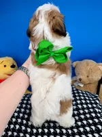 Pumpkin, a male Mal Shi for sale in Fort Worth, TX – 4 of 8