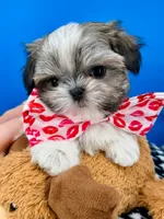 Hotdog, a male Mal Shi for sale in Fort Worth, TX – 2 of 10