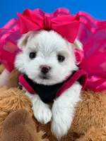 Princess, a female Maltese for sale in Fort Worth, TX – 3 of 7