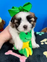 Domino, a male Mal Shi for sale in Fort Worth, TX – 2 of 6