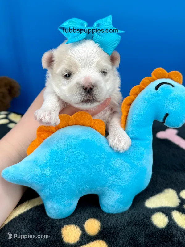 Snowball – Maltese puppy for sale in Fort Worth, TX