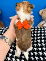 Tigger, a male Morkie for sale in Fort Worth, TX – 4 of 4