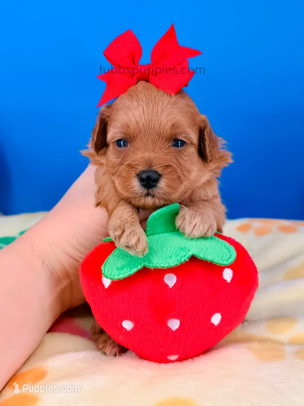 Strawberry – Maltipoo puppy for sale in Fort Worth, TX