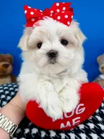 Cinderella, a female Maltese for sale in Fort Worth, TX – 2 of 3