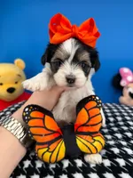 Ella May, a female Biewer for sale in Fort Worth, TX – 2 of 4
