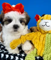 Pumpkin, a male Mal Shi for sale in Fort Worth, TX – 7 of 8