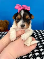 Lilly Rose, a female Biewer for sale in Fort Worth, TX – Photo 1 of 5